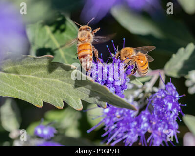 Due miele api sui fiori viola. Foto Stock