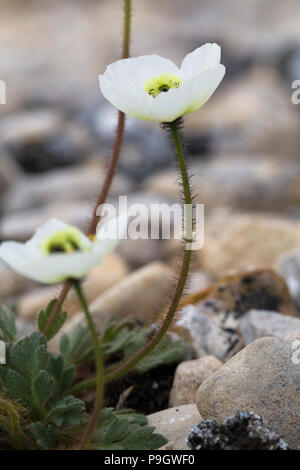 Papaver dahlianum, comunemente chiamato il papavero Svalbard Foto Stock