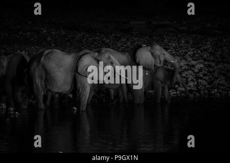 Famiglia di elefante scura immagine monocromatica a waterhole nel buio della notte in Namibia. Foto Stock