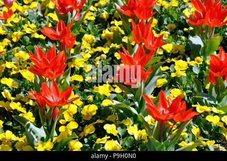 Fiori,viole,tulip Foto Stock