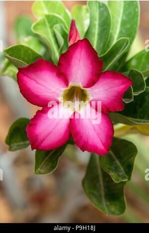 Rosa del Deserto, simulazione di Azalea, Impala fiore di giglio - Adenium obesum Foto Stock