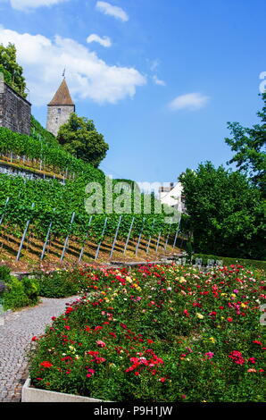 Medievale il giardino di rose di Rapperswil, Svizzera, colorati Rose, erba verde, blu cielo, antica torre Foto Stock