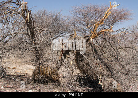 Crollato albero rotto dal peso di un socievole tessitori' nest in Etosha, Namibia. Foto Stock