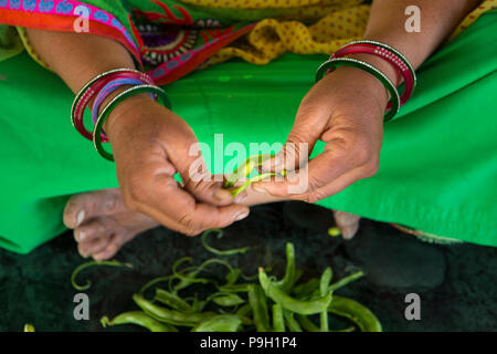 Una donna di mani piselli da sgranare da un pod in Ahmedabad, India. Foto Stock