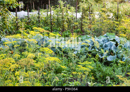 Il verde giardino vegetale con aneto herb, cavolo, pomodoro cespugli e focolaio dopo la pioggia in serata estiva giorno nella regione di Kuban della Russia Foto Stock