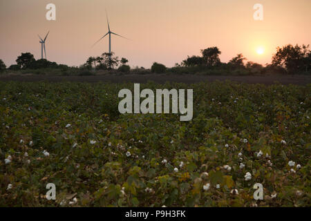 Le turbine eoliche nei pressi di un campo di cotone in India. Foto Stock