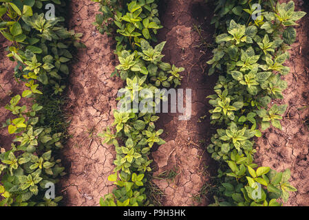 Semi di soia spaziatura riga, vista dall'alto. La larghezza della fila è la gestione agricola pratica più spesso considerati come importanti per aumentare la soia rese Foto Stock