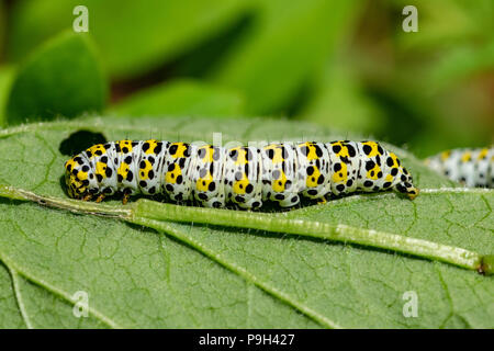 Grande mullein moth caterpillar Stansted, Essex Foto Stock