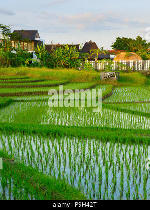 Ville in stile Balinese campi di riso al tramonto. Isola di Bali, Indonesia Foto Stock