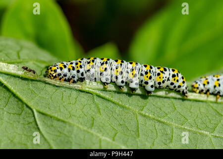 Unico ant a camminare verso la testa di un grande mullein moth caterpillar Stansted, Essex Foto Stock