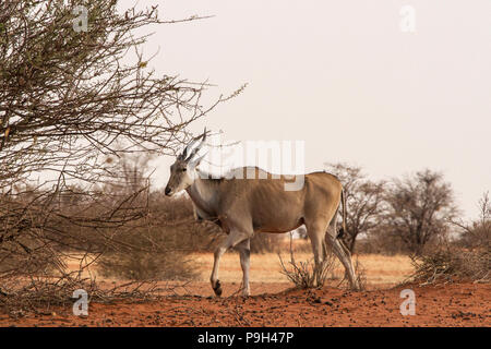 Un comune Eland - Taurotragus oryx - southern eland o eland antelope - - a piedi attraverso la boccola sul bordo del rosso deserto Kalahari nella parte orientale del Namib Foto Stock