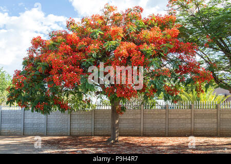 Rosso brillante o orange Flame Tree - Delonix regia - Royal Poinciana o Flamboyant. Foto Stock