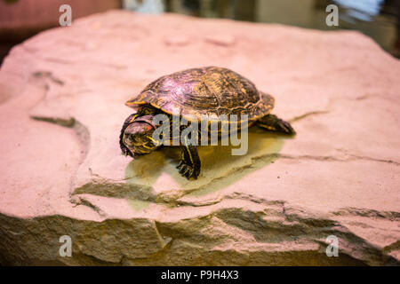 Turtle seduto sulla pietra con luce rossa shining indoor Foto Stock