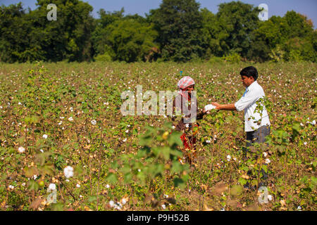 Un cotone organico agricoltore controllo suo cotone organico sulla sua fattoria di cotone nel Madhya Pradesh, India. Foto Stock