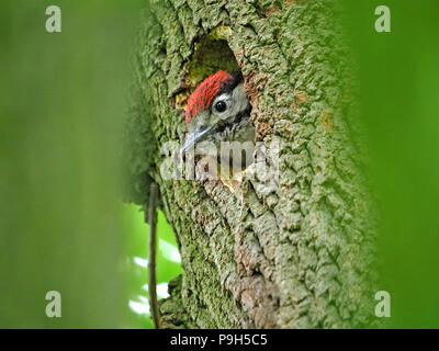 Quasi fledged annidata pulcino di picchio rosso maggiore (Dendrocopos major) coetanei al di fuori del foro di nido in frassino in Cumbria, England, Regno Unito Foto Stock