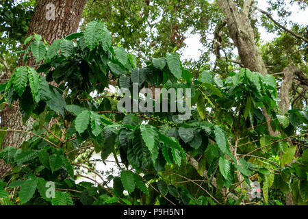 Arabian la pianta del caffè (Coffea arabica), con fagiolini - Davie, Florida, Stati Uniti d'America Foto Stock