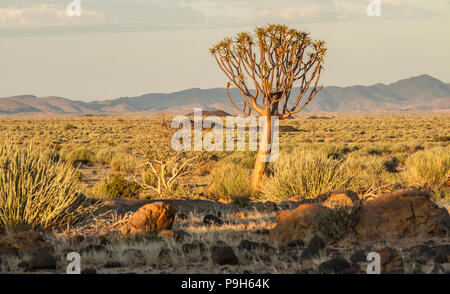 Faretra albero o Kocurboom - Aloe dichotoma - in Fish River Canyon Area della Namibia Foto Stock