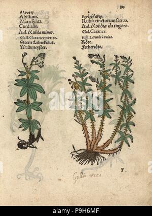 Bedstraw Sweetscented, Galium odoratum e dyer la robbia, Rubia tinctorum. Woodblock Handcolored incisione di una illustrazione botanica da Adamo Lonicer's Krauterbuch, o alle erbe, Francoforte, 1557. Questo da un secolo XVII edizione pirata o atlas di illustrazioni soltanto, con didascalie in latino, greco, francese, italiano, tedesco e nel manoscritto inglese. Foto Stock