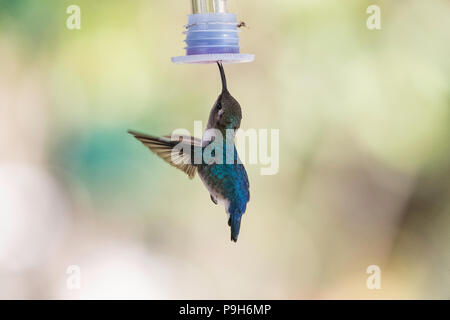 Una selvaggia femmina adulta bee hummingbird, Mellisuga helenae, attratti da un alimentatore vicino a Playa Larga, Cuba. Foto Stock