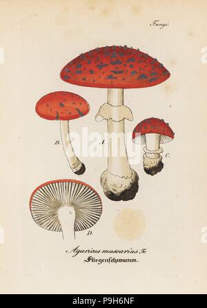 Fly agaric, amanita muscaria (Agaricus muscarius). Handcolored incisione su rame dal dott. Willibald Artus' Hand-Atlas sammtlicher mediinisch-pharmaceutischer Gewachse, (manuale di tutti i presidi medico-impianti farmaceutici), Jena, 1876. Foto Stock