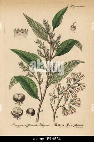 Gum benjamin tree, Styrax benzoin (Benzoin officinale). Handcolored incisione su rame dal dott. Willibald Artus' Hand-Atlas sammtlicher mediinisch-pharmaceutischer Gewachse, (manuale di tutti i presidi medico-impianti farmaceutici), Jena, 1876. Foto Stock