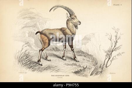 Unione di stambecco, Capra ibex. Acciaio Handcolored incisione di Lizars dopo una illustrazione di James Stewart da William Jardine naturalista della biblioteca, Edimburgo, 1836. Foto Stock