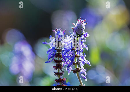 Plectranthus ornatus blue fiori in un giardino Foto Stock