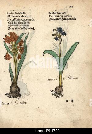 Scalogni Allium cepa e giacinto di uva, Muscari racemosum. Woodblock Handcolored incisione di una illustrazione botanica da Adamo Lonicer's Krauterbuch, o alle erbe, Francoforte, 1557. Questo da un secolo XVII edizione pirata o atlas di illustrazioni soltanto, con didascalie in latino, greco, francese, italiano, tedesco e nel manoscritto inglese. Foto Stock