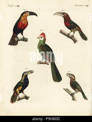 Rosso-crested's Turaco, Tauraco erythrolophus 1, verde-fatturati toucan, Ramphastos dicolorus 2, avorio-fatturati aracari, Pteroglossus azara 3 e spot-fatturati toucanet, Selenidera maculirostris, maschio 4 e femmina 5. Handcolored incisione su rame da Friedrich Johann Bertuch's Bilderbuch fur Kinder (Picture Book per bambini), Weimar, 1823. Foto Stock