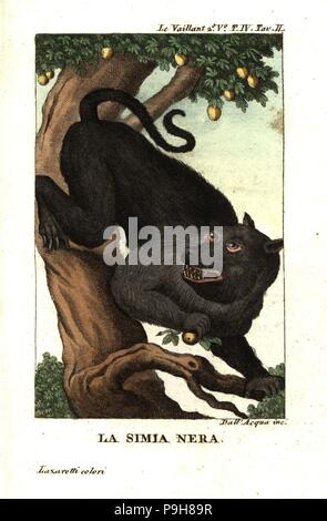 Cape babbuino o chacma babbuino, Papio ursinus. Da Francois Le Vaillant il secondo viaggio all'interno dell'Africa. Incisione su rame da Dell'Acqua handcolored da Lazaretti da Giovanni Battista Sonzogno la raccolta dei più interessanti Viaggi (Raccolta de Viaggi piu interessanti), Milano, 1815-1817. Foto Stock