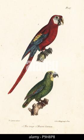 Scarlet Macaw, Ara macao e arancio-winged amazon, Amazona amazonica. Handcolored litografia dal Th. Lejeune di opere complete di Buffon, Oeuvres completa de Buffon, Bruxelles, 1837. Foto Stock