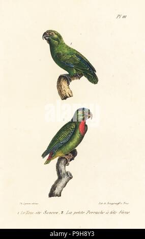 Verde-rumped parrotlet, Forpus passerinus e blue-incoronato appeso-pappagallo, Loriculus galgulus. Handcolored litografia dal Th. Lejeune di opere complete di Buffon, Oeuvres completa de Buffon, Bruxelles, 1837. Foto Stock