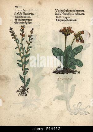 La tignola mullein, Molène blattaria e cowslip, Primula veris. Woodblock Handcolored incisione di una illustrazione botanica da Adamo Lonicer's Krauterbuch, o alle erbe, Francoforte, 1557. Questo da un secolo XVII edizione pirata o atlas di illustrazioni soltanto, con didascalie in latino, greco, francese, italiano, tedesco e nel manoscritto inglese. Foto Stock