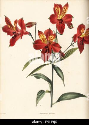 Giglio peruviano o fiore pappagallo, Alstroemeria pulchella. Handcolored incisione su rame da George Cooke dopo Thomas Shotter Boys da Conrad Loddiges' armadio botanico, Hackney, 1825. Foto Stock