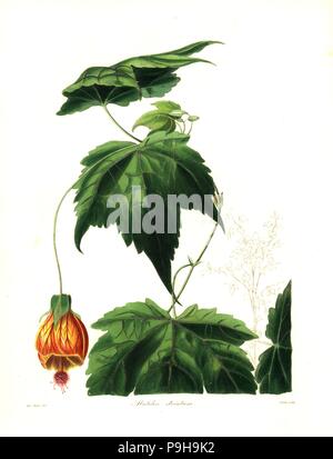 Rosso indiano di vena malva, Abutilon pictum (striati, Abutilon Abutilon striatum). Handcolored incisione su rame da S. Nevitt dopo una illustrazione botanica da Miss Jane Taylor da Benjamin Maund e il Rev. John Stevens Henslow ci è il botanico, Londra, 1836. Foto Stock