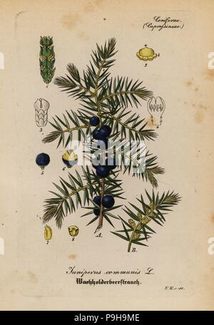 Ginepro Juniperus communis. Handcolored incisione su rame dal dott. Willibald Artus' Hand-Atlas sammtlicher mediinisch-pharmaceutischer Gewachse, (manuale di tutti i presidi medico-impianti farmaceutici), Jena, 1876. Foto Stock