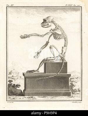 Africano specie macaco, Cercopithecus angolensis principali. Scheletro. Incisione su rame da Chevillet dopo una illustrazione da Jacques de Seve da Georges-Louis Leclerc, Comte de Buffon's Histoire Naturelle, Imprimerie Royale, Parigi, 1766. Foto Stock