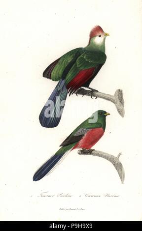 Rosso-crested's Turaco, Tauraco erythrolophus e Narina Trogon, Apaloderma narina (Narina Trogon). Handcolored incisione su rame dal rene Primevere della lezione completa de Buffon, Pourrat Freres, Parigi, 1838. Foto Stock