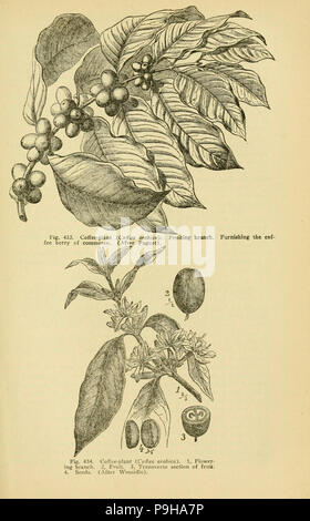 Un manuale di piante velenose (pagina 743, Fig. 433-434) Foto Stock