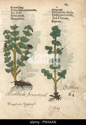 Timo selvatico, Thymus serpyllum e dittany di Creta, Origanum dictamnus. Woodblock Handcolored incisione di una illustrazione botanica da Adamo Lonicer's Krauterbuch, o alle erbe, Francoforte, 1557. Questo da un secolo XVII edizione pirata o atlas di illustrazioni soltanto, con didascalie in latino, greco, francese, italiano, tedesco e nel manoscritto inglese. Foto Stock