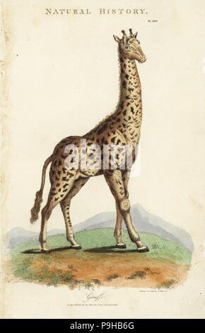 La giraffa, Giraffa camelopardalis. Handcolored incisione su rame dopo Sydenham Edwards da John Mason buona's Pantologia, una nuova enciclopedia, G. Kearsley, Londra, 1813. Foto Stock