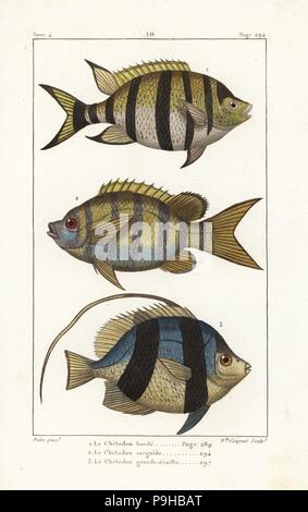 Sergente maggiore pesce, Abudefduf saxatilis 1,2, e pennant coralfish, Heniochus acuminatus 3. Handcolored incisione su rame da Miss Coignet dopo una illustrazione di Jean-Gabriel Pretre da Bernard Germain de Lacepede la storia naturale di ovipari quadrupedi, serpenti, i pesci e i cetacei, Eymery, Parigi, 1825. Foto Stock