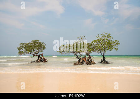 Lonely mangrove Tree sulla spiaggia di bellezza. Sea Wave lava i tronchi e radici di mangrovie. Mare splendido paesaggio della natura selvaggia in subtropics. Foto Stock