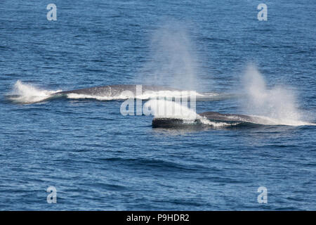 Due le balene blu vicino la Groenlandia Foto Stock