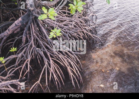 Radici di mangrovia e le riflessioni sull'Isola Merritt , in Florida Foto Stock