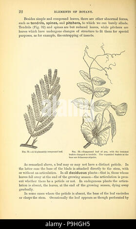 Un manuale del medico di botanica del Nord America Foto Stock