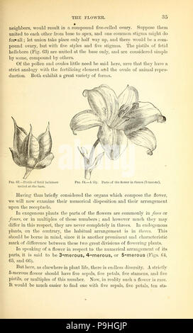 Un manuale del medico di botanica del Nord America Foto Stock