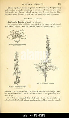 Un manuale del medico di botanica del Nord America Foto Stock