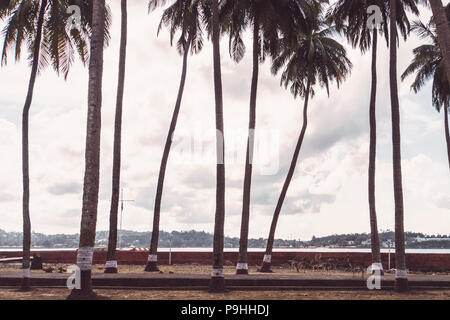 India. alberi di palma contro il cielo nuvoloso. Il Palm Grove sull isola di Ross Andaman e Nicobar Foto Stock