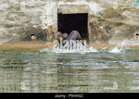 Liscio rivestito di lontra famiglia giocando a un gioco in tunnel di urban habitat fluviale, Singapore Foto Stock